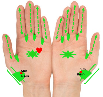mains-palmaire-doigts-ganglions-cœur-plexus-solaire-reins-CV