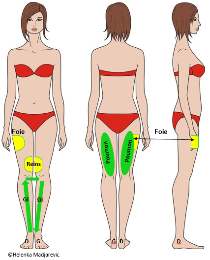 jambes-3 positions-résumé zones réflexes-foie-reins-poumons-gros intestins