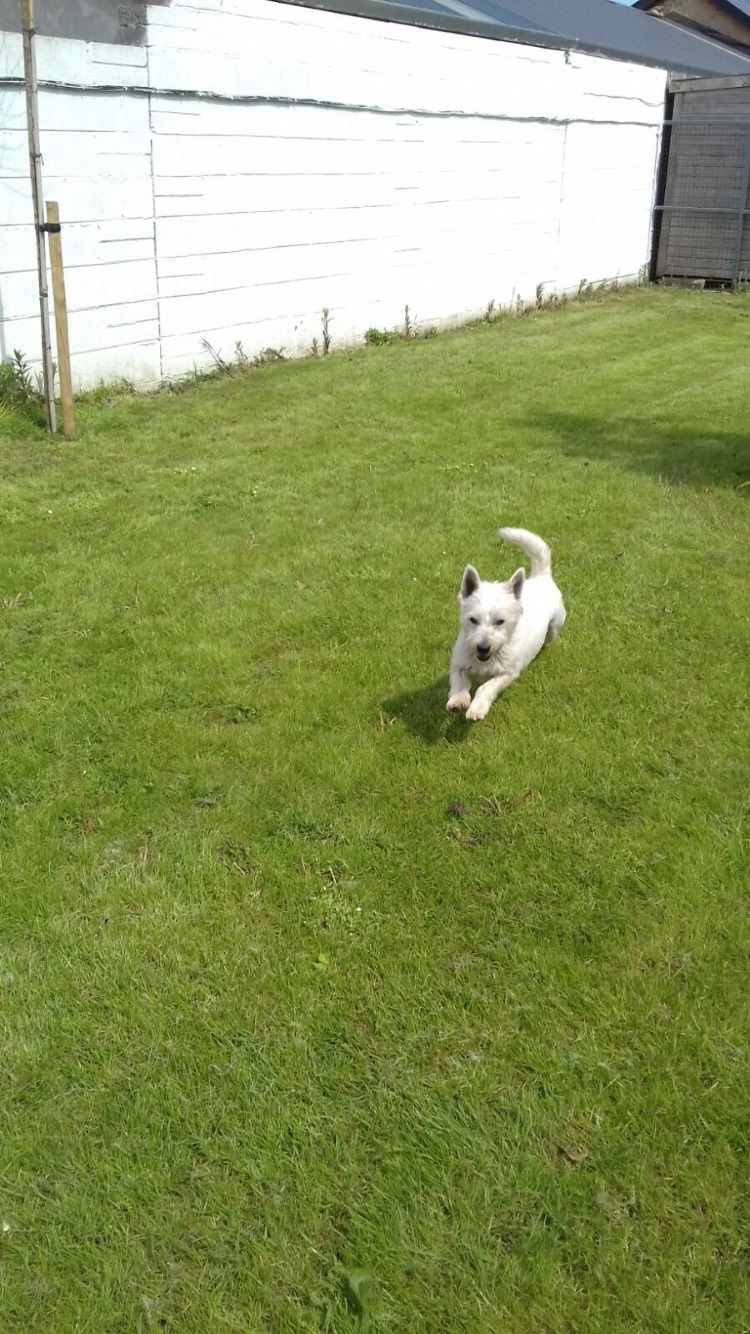 Hilton 5 Star Dog Daycare & Luxury Abode Gallery