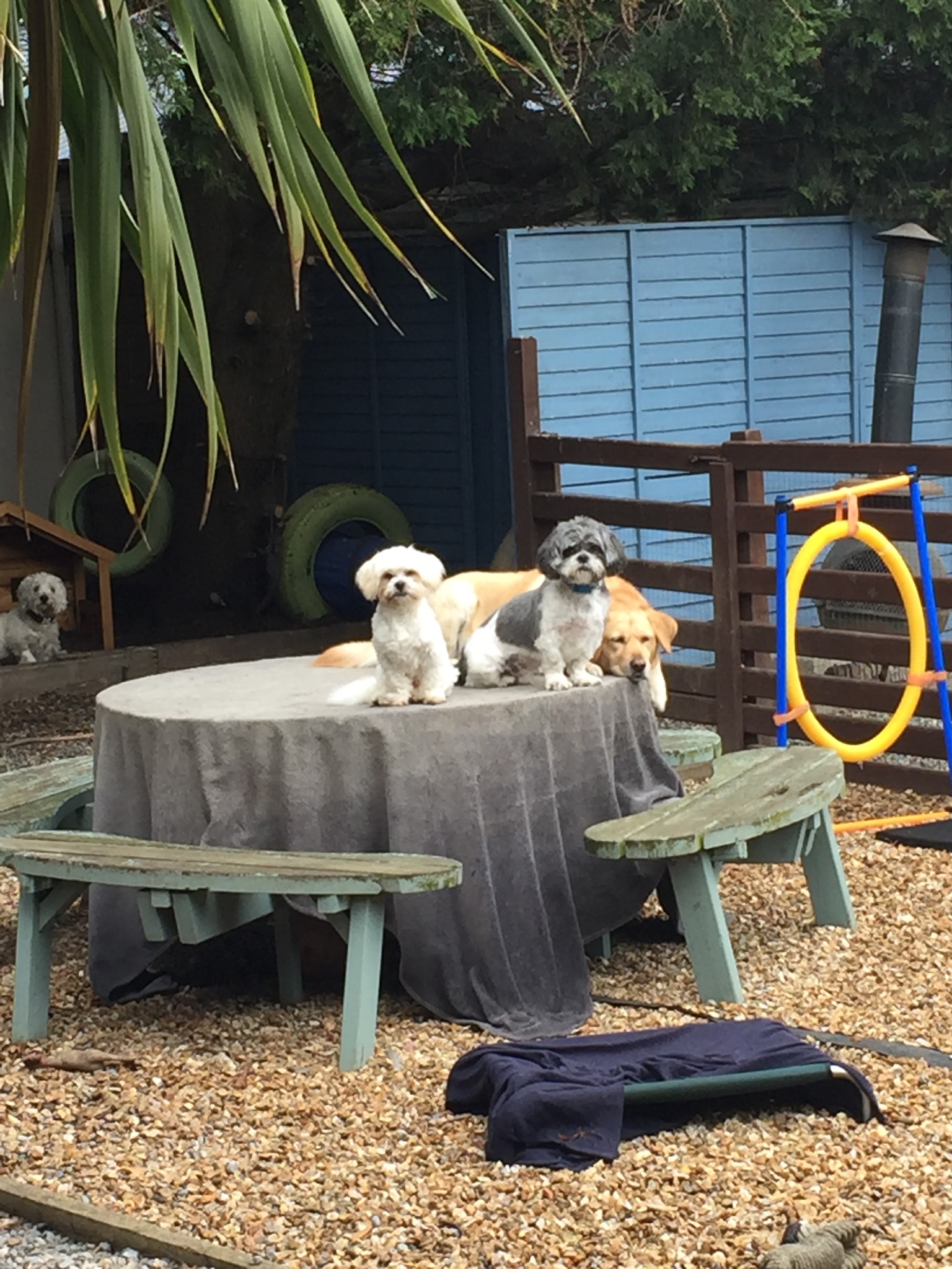 Hilton 5 Star Dog Daycare & Luxury Abode Gallery
