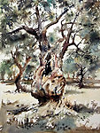 Olive Tree, Andalucia, 40 x 60 cm, E 380