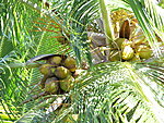 Coconuts in your garden