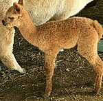 Rocco  14/04/18