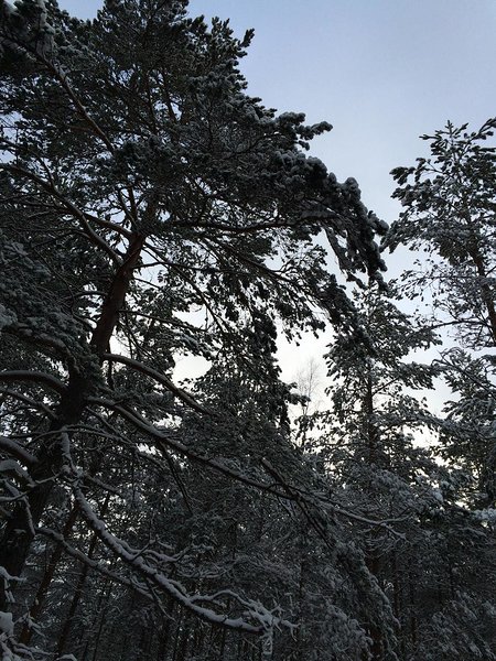 Vainupea talv (veebruar 2016) / foto: Mario Luik