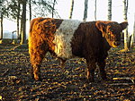 young bull Zeus, birth 18.04.15, 100% galloway, price