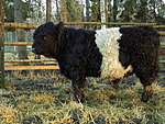 young bull Remus, birth 23.03.15, 100% galloway