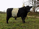 bull Samuel, 100% gallovei, sold
