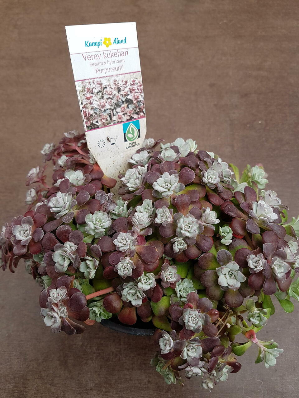 'Purpureum' kevadel 'Purpureum' kevadel