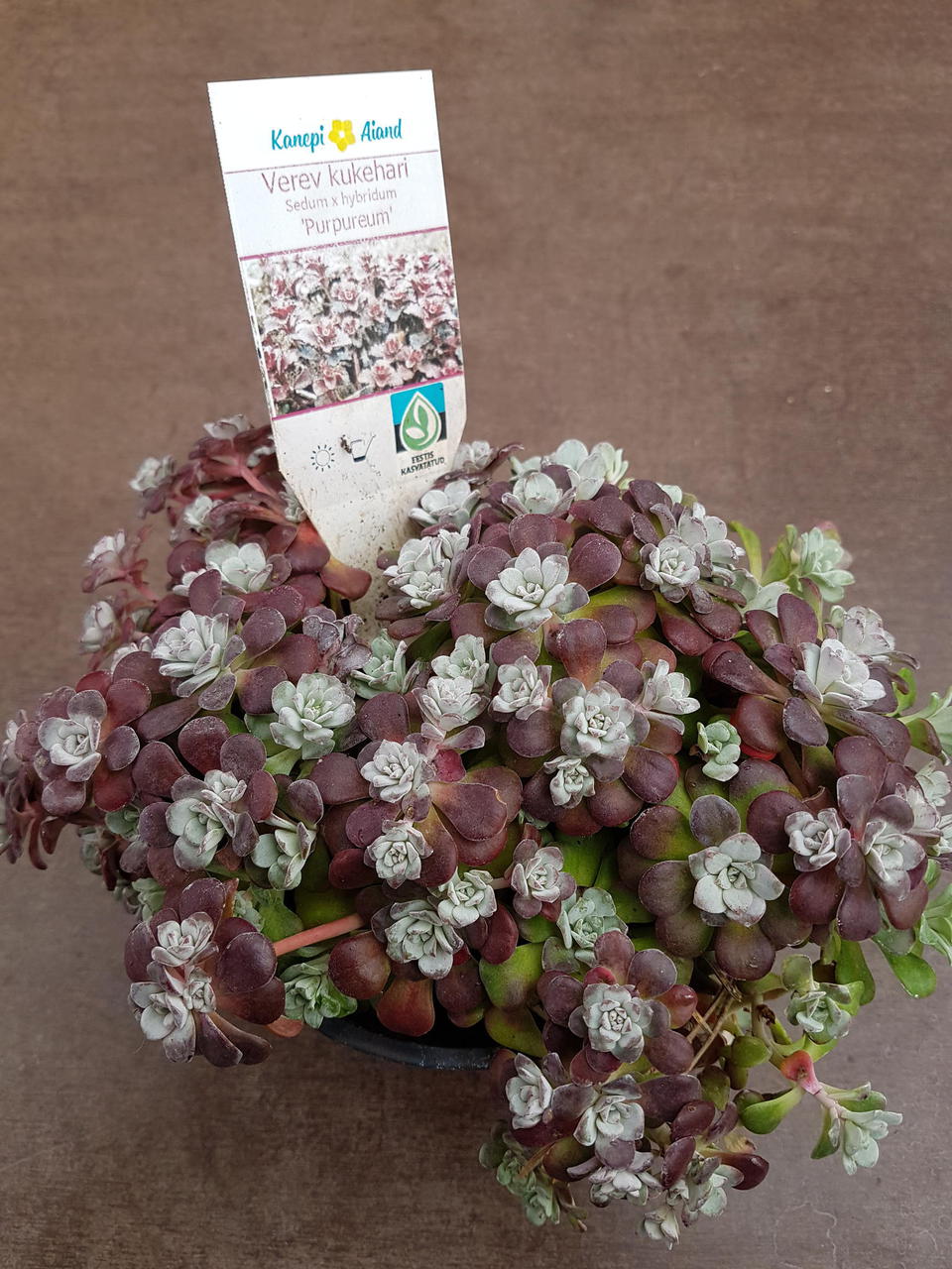 'Purpureum' 'Purpureum'