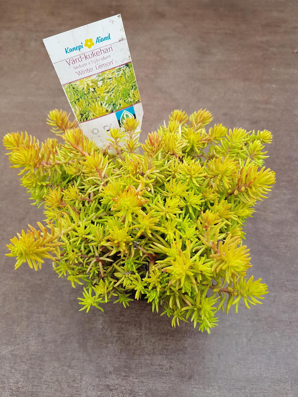 'Winter Lemon' 'Winter Lemon'