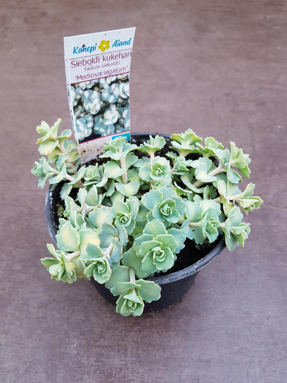 'Mediovariegatum' 'Mediovariegatum'