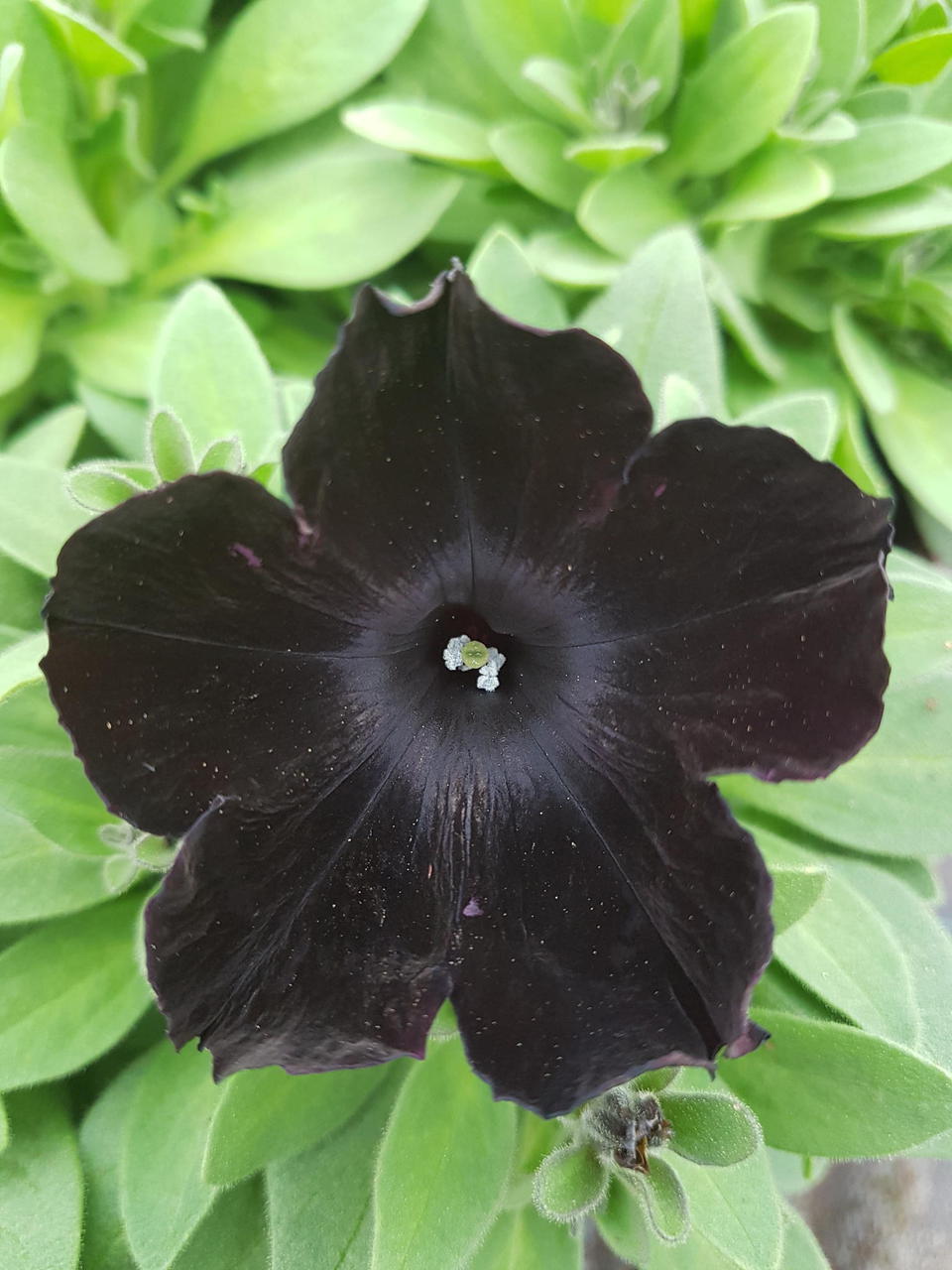 'Black' 'Black'