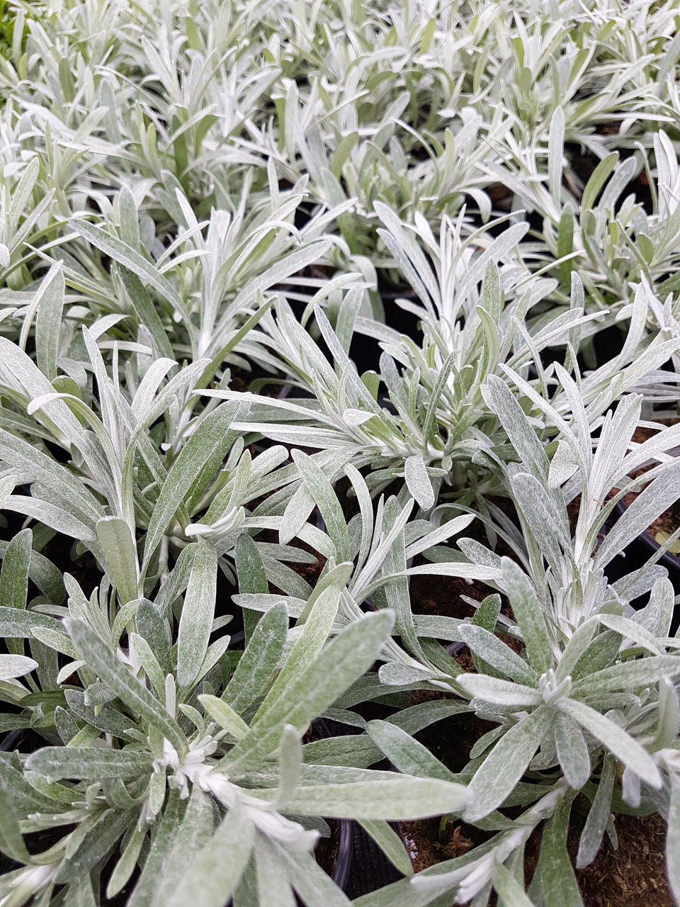 'Silver Carpet' 'Silver Carpet'