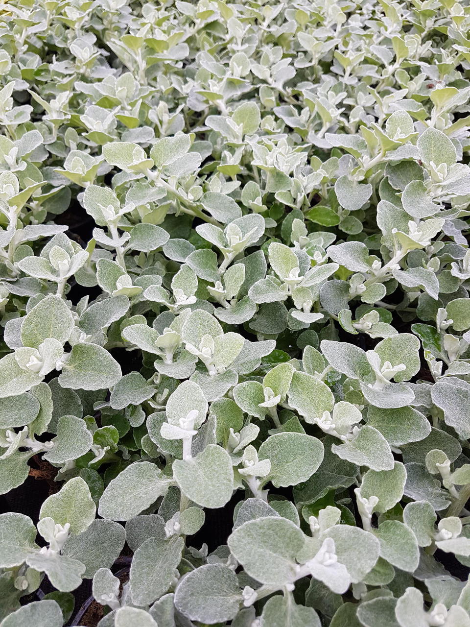 'Silver' 'Silver'