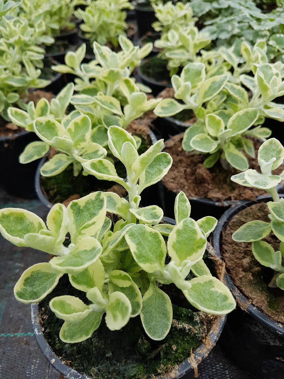 'Variegata' 'Variegata'