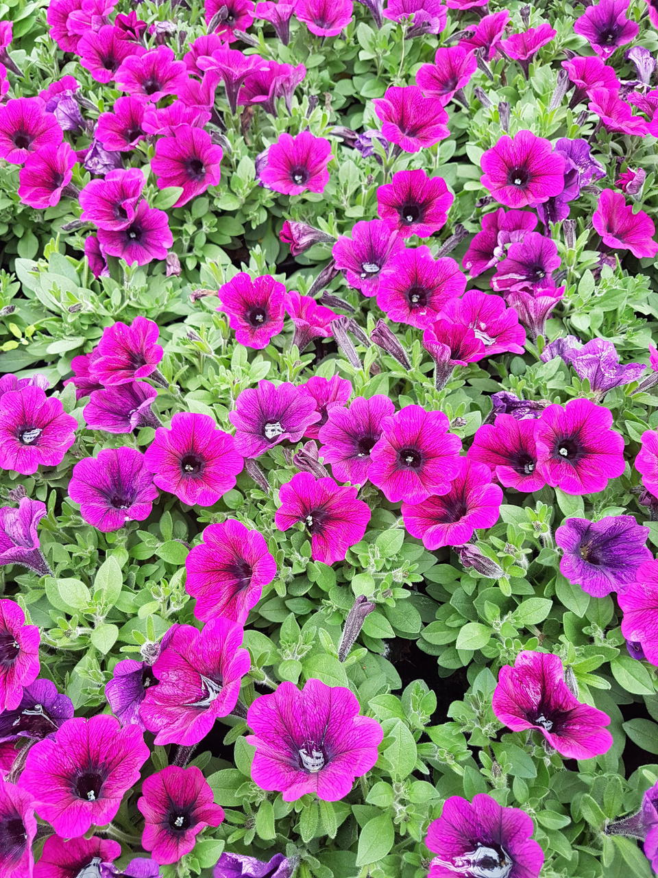 Purple Purple
