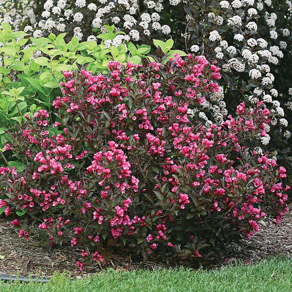 'Alexandra' 'Alexandra'