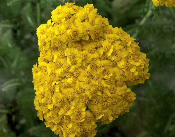 'Yellow' 'Yellow'