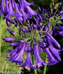 'Polar Star' 'Polar Star'