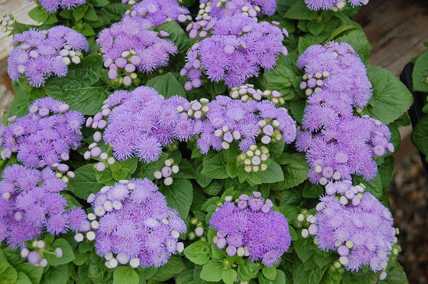 'Aloha Blue' 'Aloha Blue'