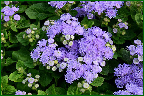 ’Blue Hawaii’ ’Blue Hawaii’