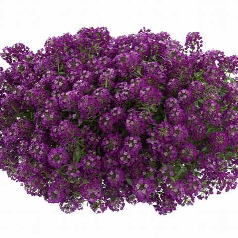 'Purple' 'Purple'