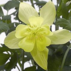 ’Spring Magic Yellow' ’Spring Magic Yellow'