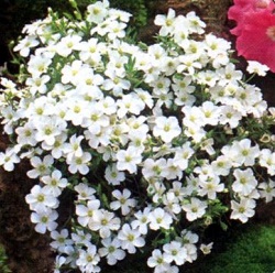 Arenaria montana 'Summer' Arenaria montana 'Summer'