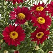 'Wine Red' 'Wine Red'