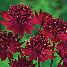 'Red Joyce' 'Red Joyce'