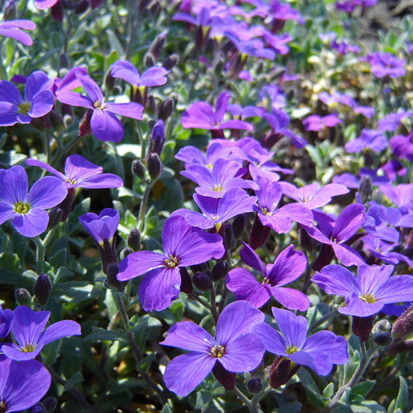 Aed-aubrieeta' Aed-aubrieeta'