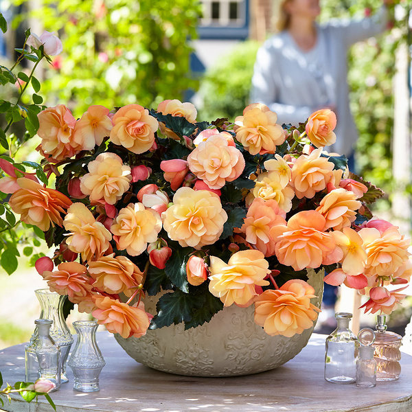 ’Fragrant Falls Peach’ ’Fragrant Falls Peach’