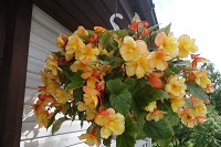 'Apricot' 'Apricot'