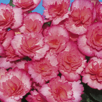 ’Netja Dark Frizee’ ’Netja Dark Frizee’