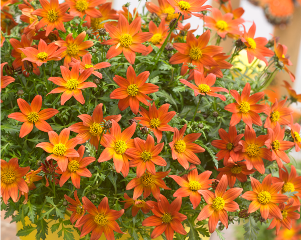 'Bee Dance Red' 'Bee Dance Red'