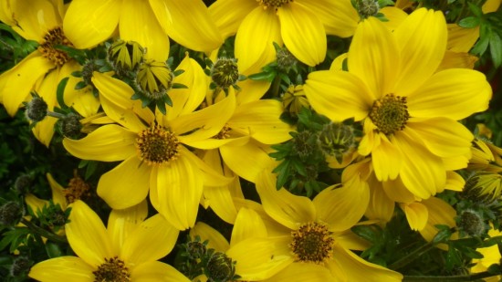 'Yellow Charm' 'Yellow Charm'