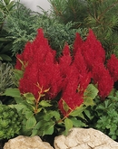 'Red' 'Red'