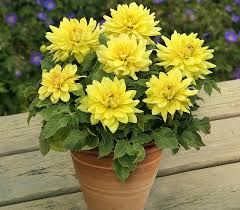 ’Durango’ ’Durango’