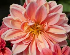 Suprise 'Lily’ Suprise 'Lily’