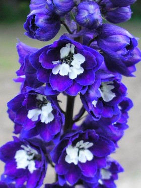 'Dark Blue w. White Bee' 'Dark Blue w. White Bee'