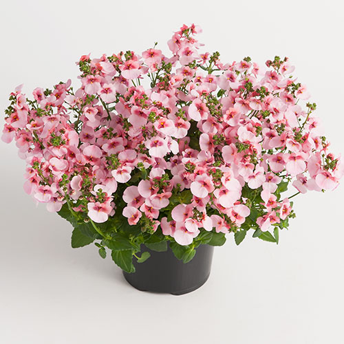 ’Appelblossom’ ’Appelblossom’