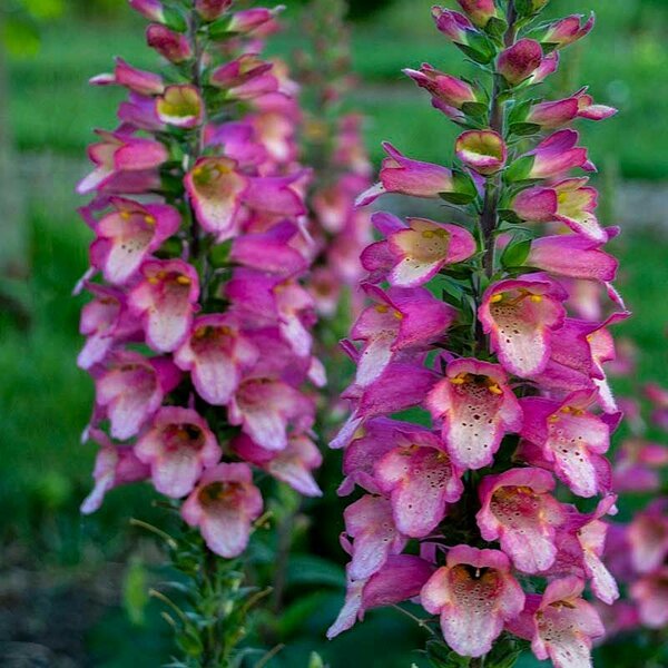 'Berry Canary' 'Berry Canary'