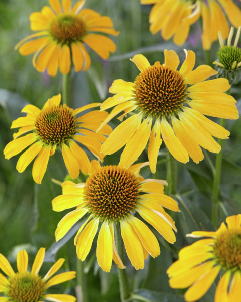 'Golden Skipper' 'Golden Skipper'