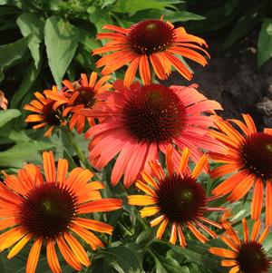 'Orange Skipper' 'Orange Skipper'