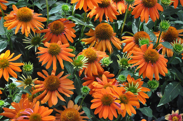 Papallo 'Orange' Papallo 'Orange'