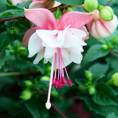 Leonita Double ’Pink-White’ Leonita Double ’Pink-White’