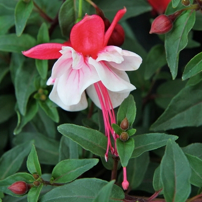 Leonita Double ’Red-White’ Leonita Double ’Red-White’