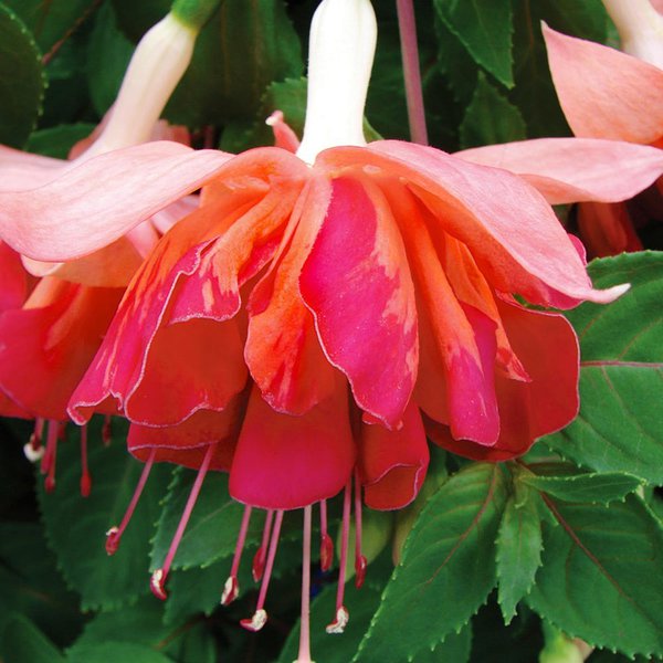 'Orange King' 'Orange King'