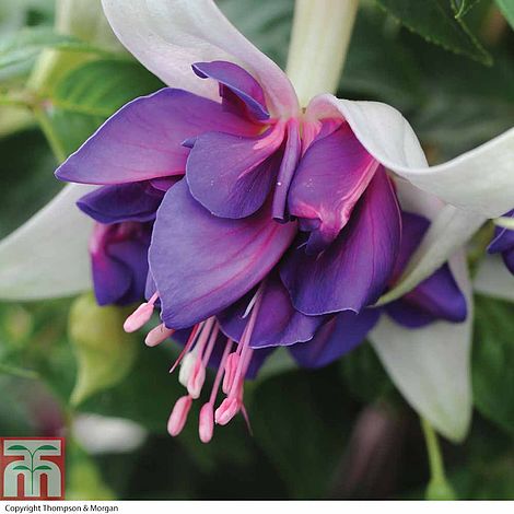 ’Purple Rein’ ’Purple Rein’
