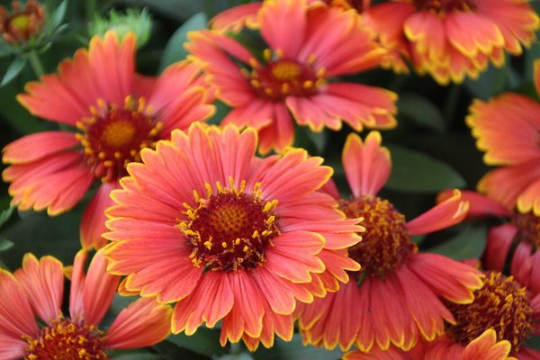 Spintop 'Yellow Touch' Spintop 'Yellow Touch'
